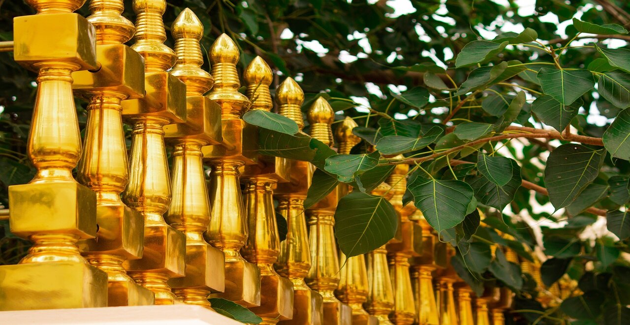 The Sacred Bodhi Tree